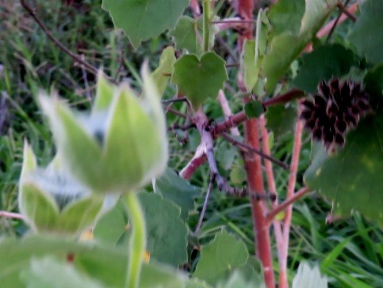 Abutilon grandiflorum calyces