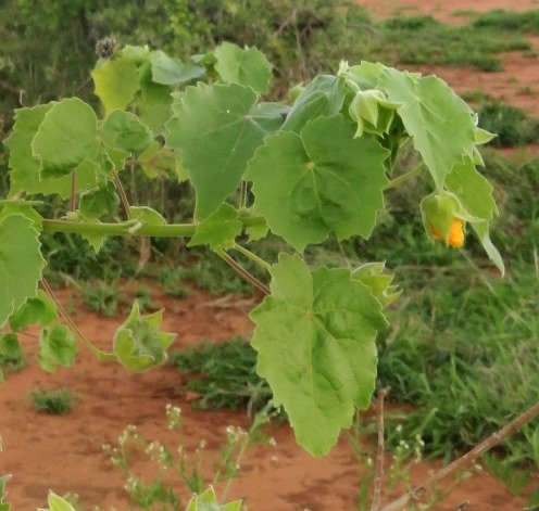 Abutilon grandiflorum