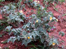 Abutilon austro-africanum