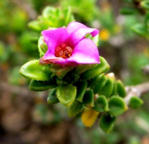Acmadenia heterophylla flower opening