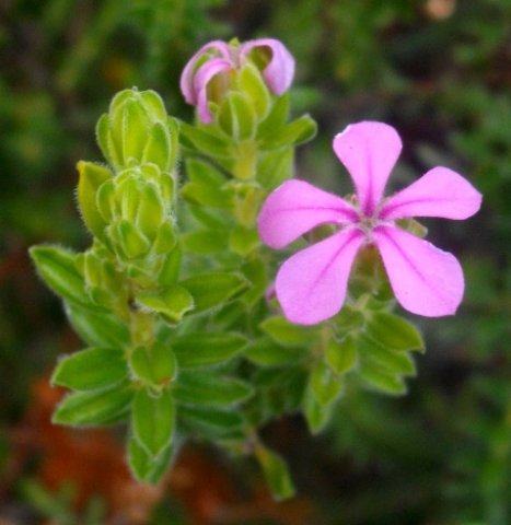 Acmadenia mundiana leaves and flower