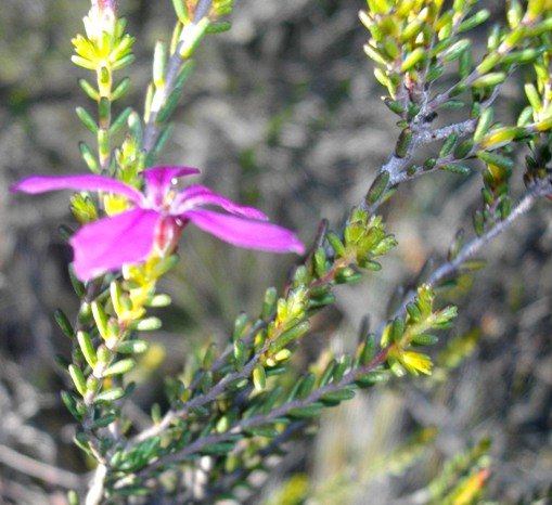 Acmadenia sheilae