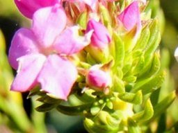 Acmadenia alternifolia flowers