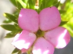 Acmadenia alternifolia flower