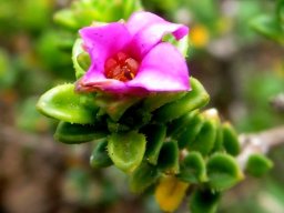 Acmadenia heterophylla flower opening