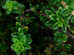 Acmadenia heterophylla leaves from above