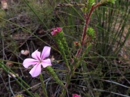 Acmadenia macropetala