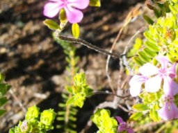 Acmadenia