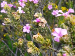 Acmadenia mundiana