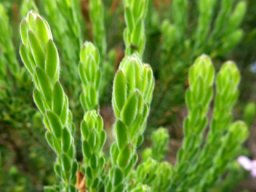 Acmadenia mundiana leaves