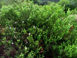 Acmadenia mundiana shrub