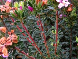 Acmadenia mundiana upper stems