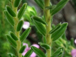 Acmadenia mundiana leaf midrib appendages