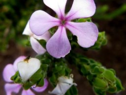 Acmadenia mundiana flower