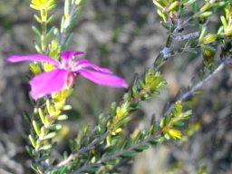 Acmadenia sheilae