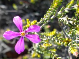 Acmadenia sheilae