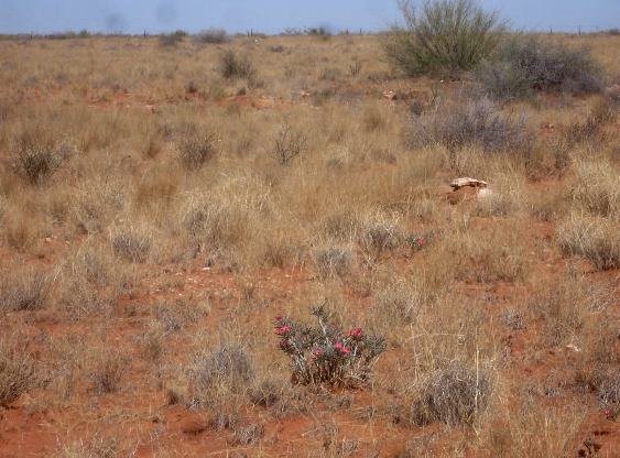 Adenium oleifolium in habitat