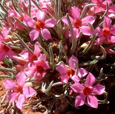 Adenium oleifolium flowers and folded leaves