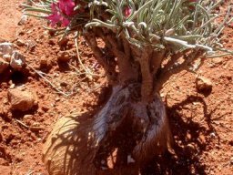 Adenium oleifolium exposed caudex top