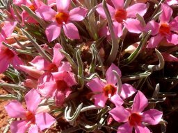 Adenium oleifolium flowers and folded leaves