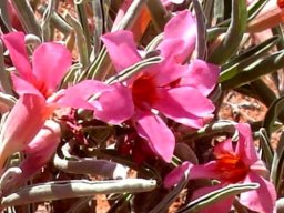 Adenium oleifolium flowers