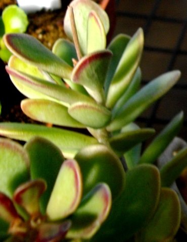 Adromischus caryophyllaceus leaves