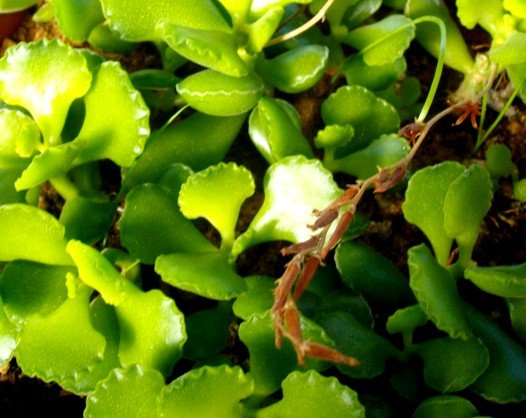 Adromischus cristatus var. zeyheri