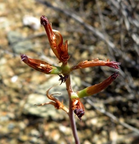 Adromischus filicaulis subsp. marlothii old flowers