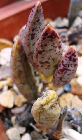 Adromischus filicaulis