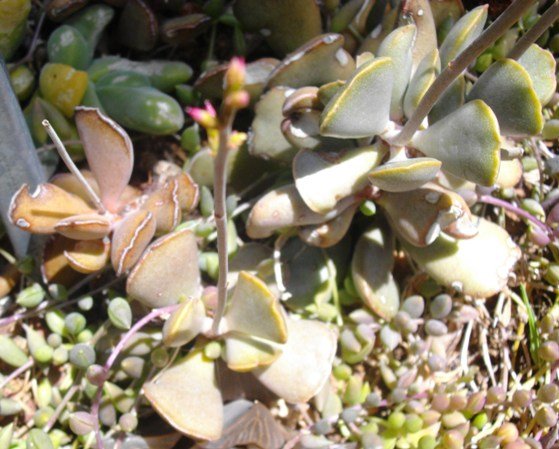 Adromischus hemisphaericus