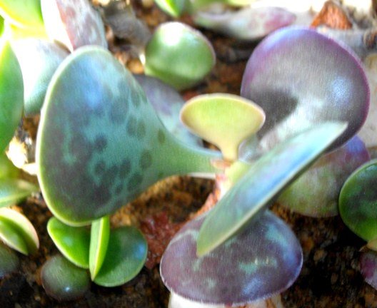 Adromischus maculatus purple and more