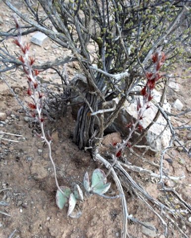 Adromischus maculatus dry inflorescences