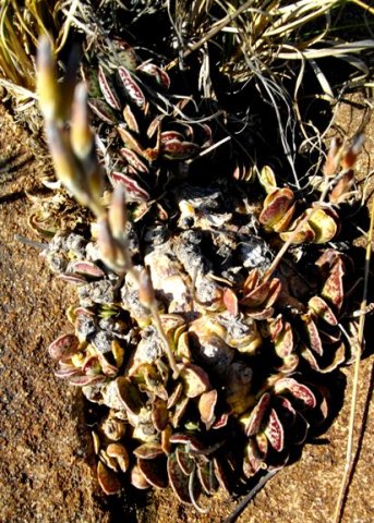 Adromischus maculatus expanding