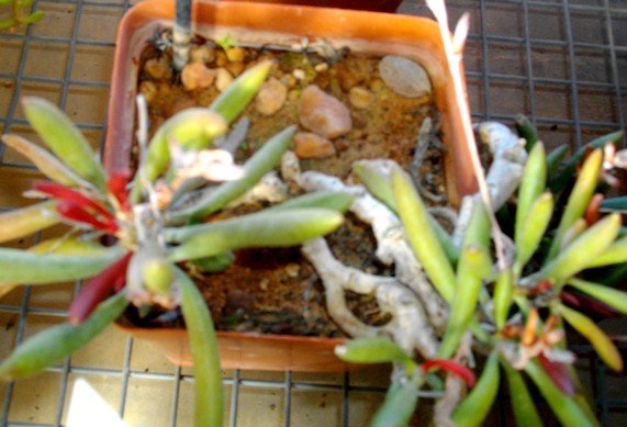 Adromischus marianiae leaves