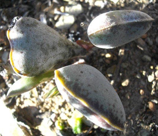 Adromischus sphenophyllus