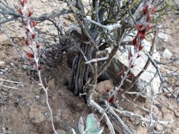 Adromischus maculatus dry inflorescences