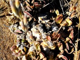 Adromischus maculatus expanding