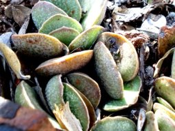 Adromischus maculatus