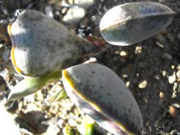 Adromischus sphenophyllus