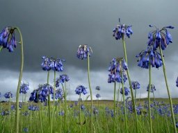 Agapanthus inapertus waiting for rain