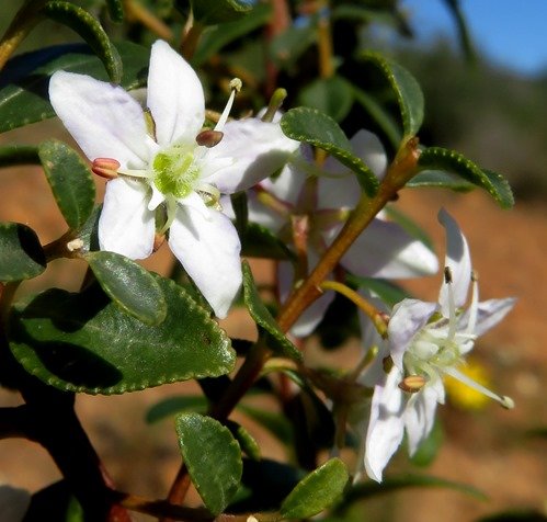 Agathosma betulina