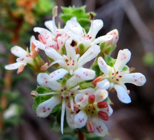 Agathosma martiana flowers