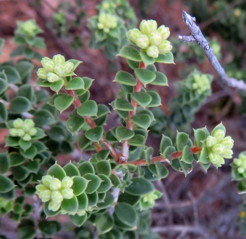Agathosma martiana leaves and buds