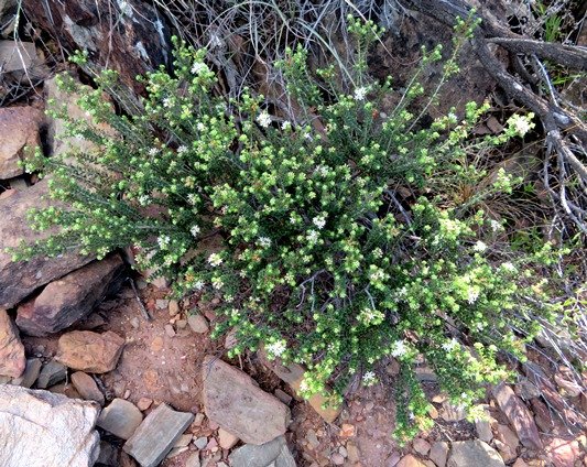 Agathosma martiana