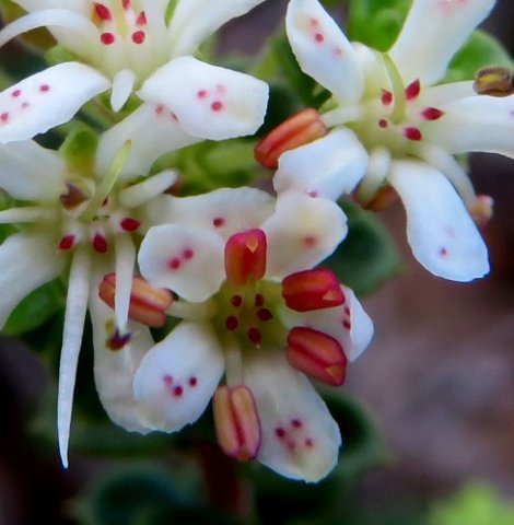 Agathosma martiana red floral parts