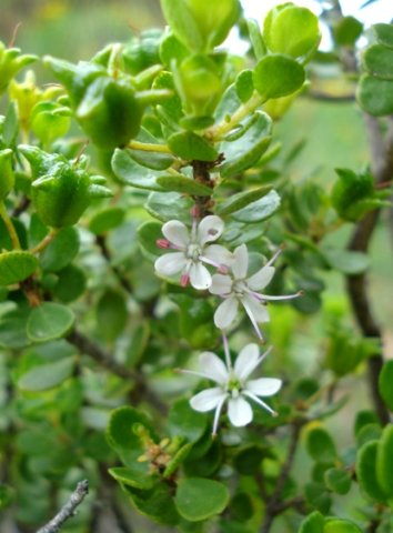 Agathosma odoratissima