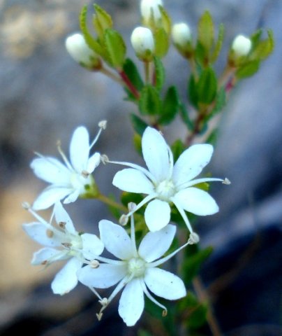 Agathosma mundtii