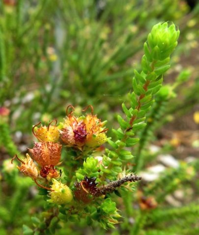 Agathosma riversdalensis yellowing fruit