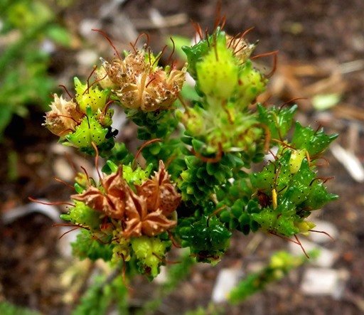 Agathosma riversdalensis dry fruit