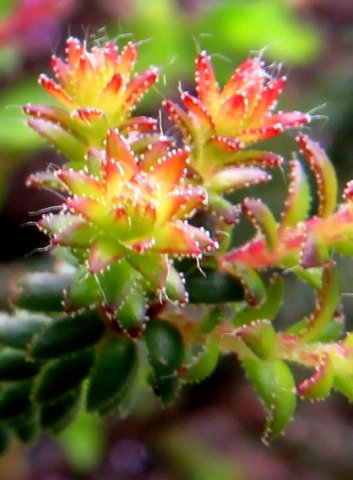 Agathosma riversdalensis new stem-tip leaves